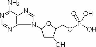 2′-脫氧腺苷-5′-單磷酸