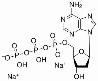 2′-脫氧腺苷-5′-三磷酸二鈉鹽